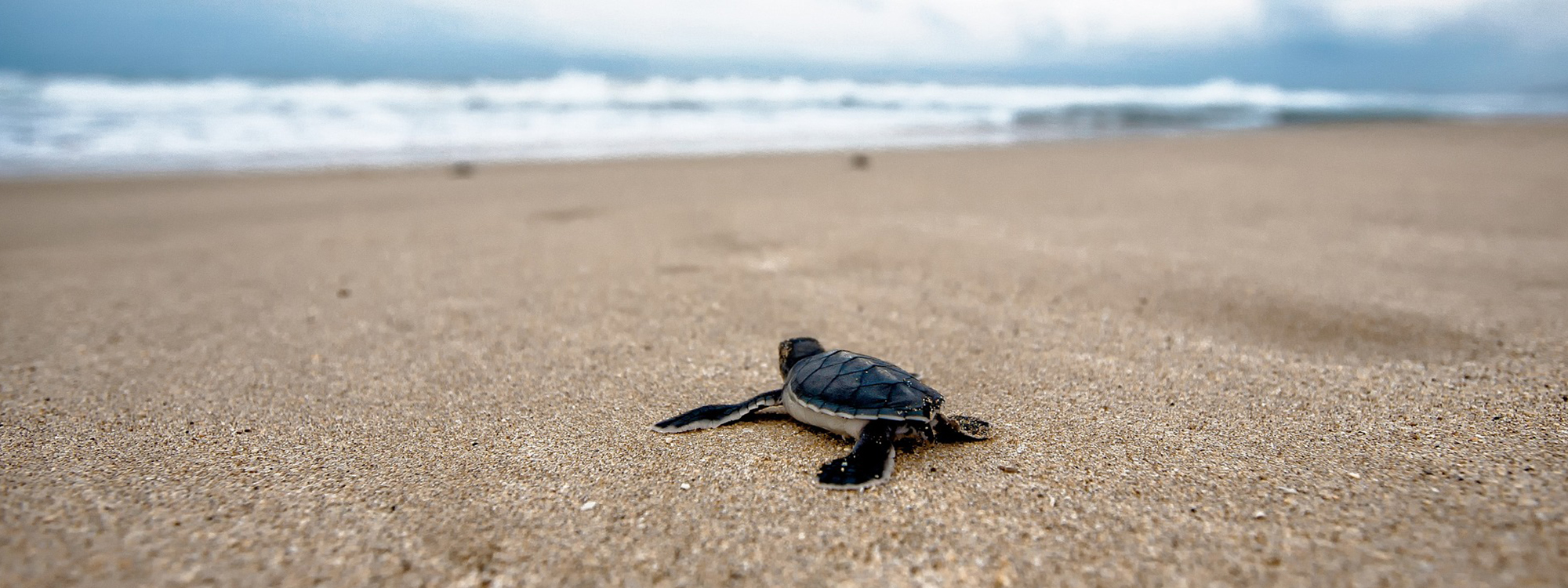 Sea turtle