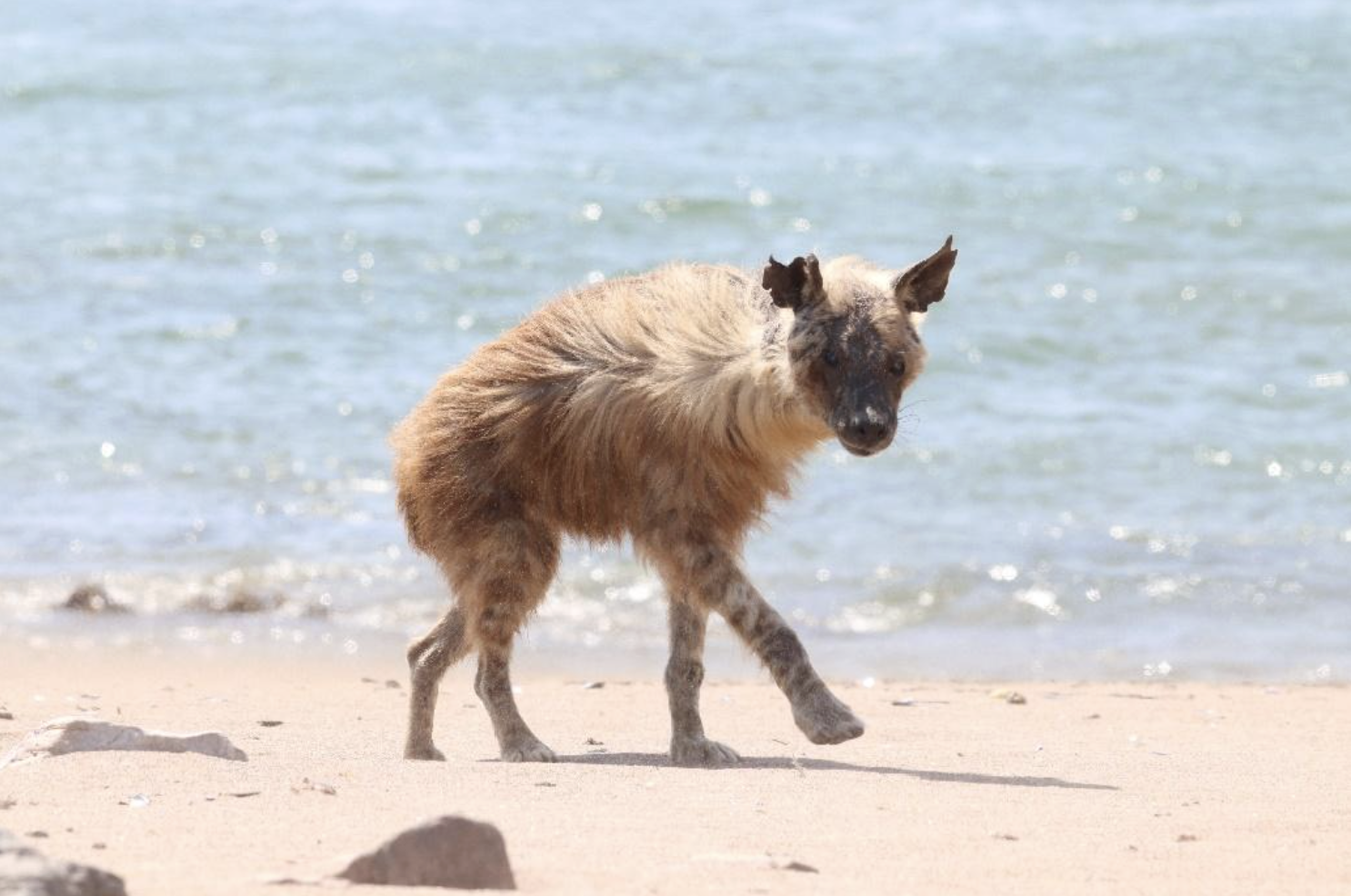 A brown hyena with a seal pup on the beach