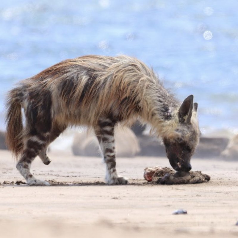 Brown hyena Seoul, with scarring around her neck