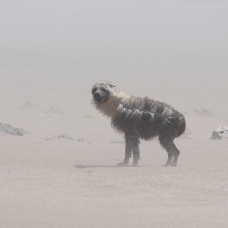 Brown hyena Geneva visiting the seal colony during a sandstorm
