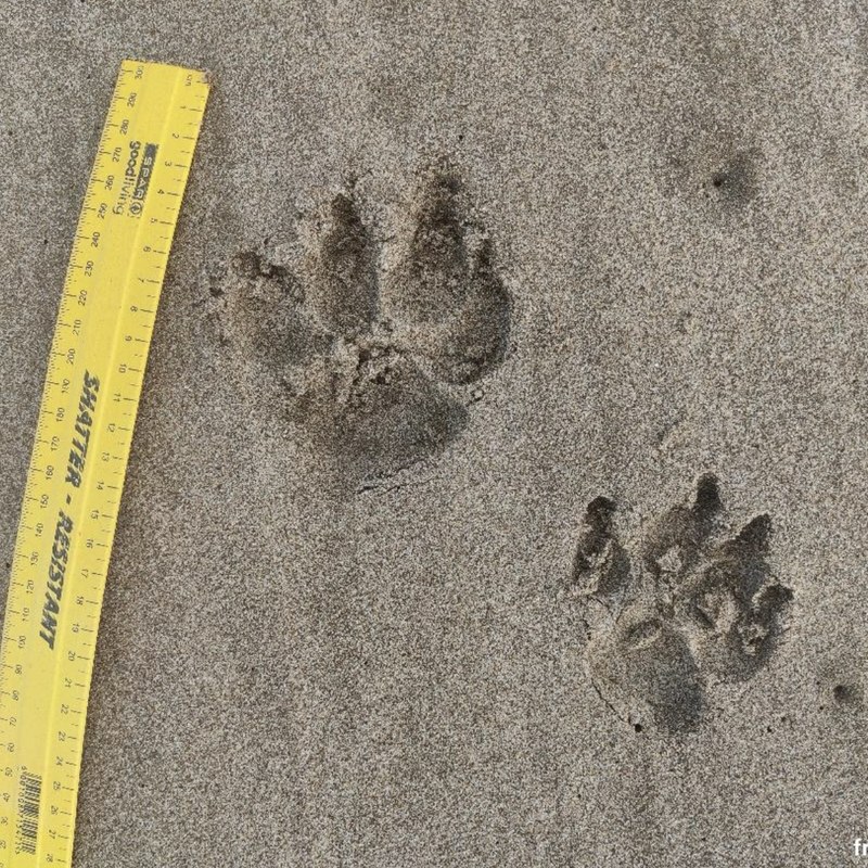 Front and back tracks from a brown hyena