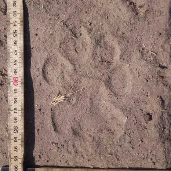 A lion footprint pressed into mud