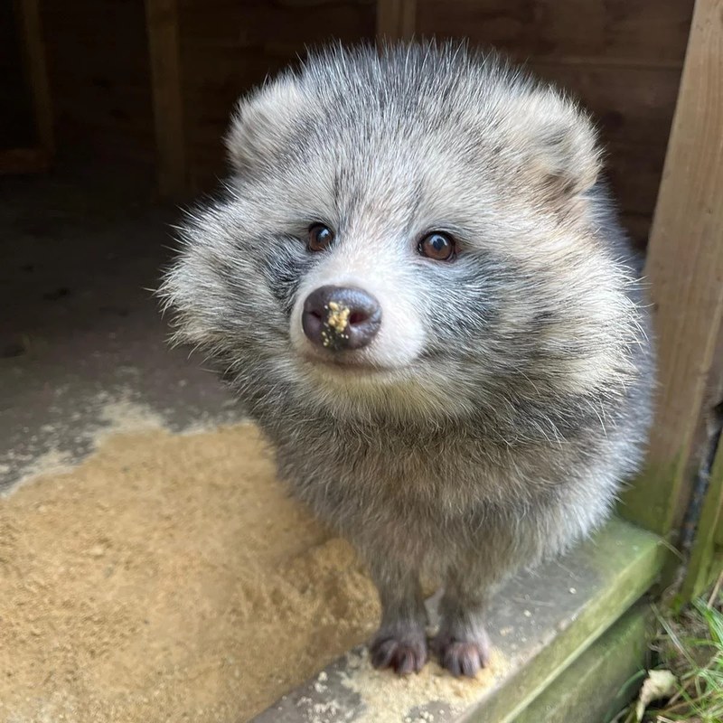 A raccoon dog practicing walking through sand