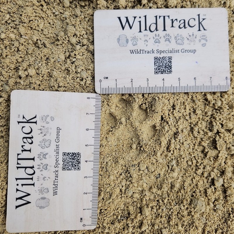 A Scottish wildcat footprint measured against a scale