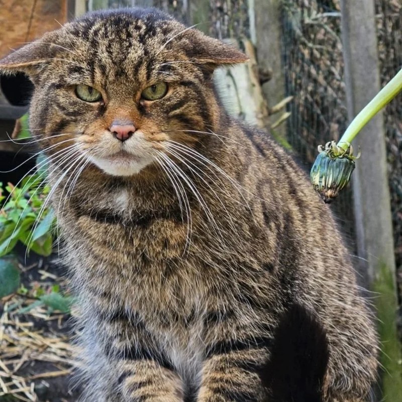 A Scottish wildcat approaching the sand tray
