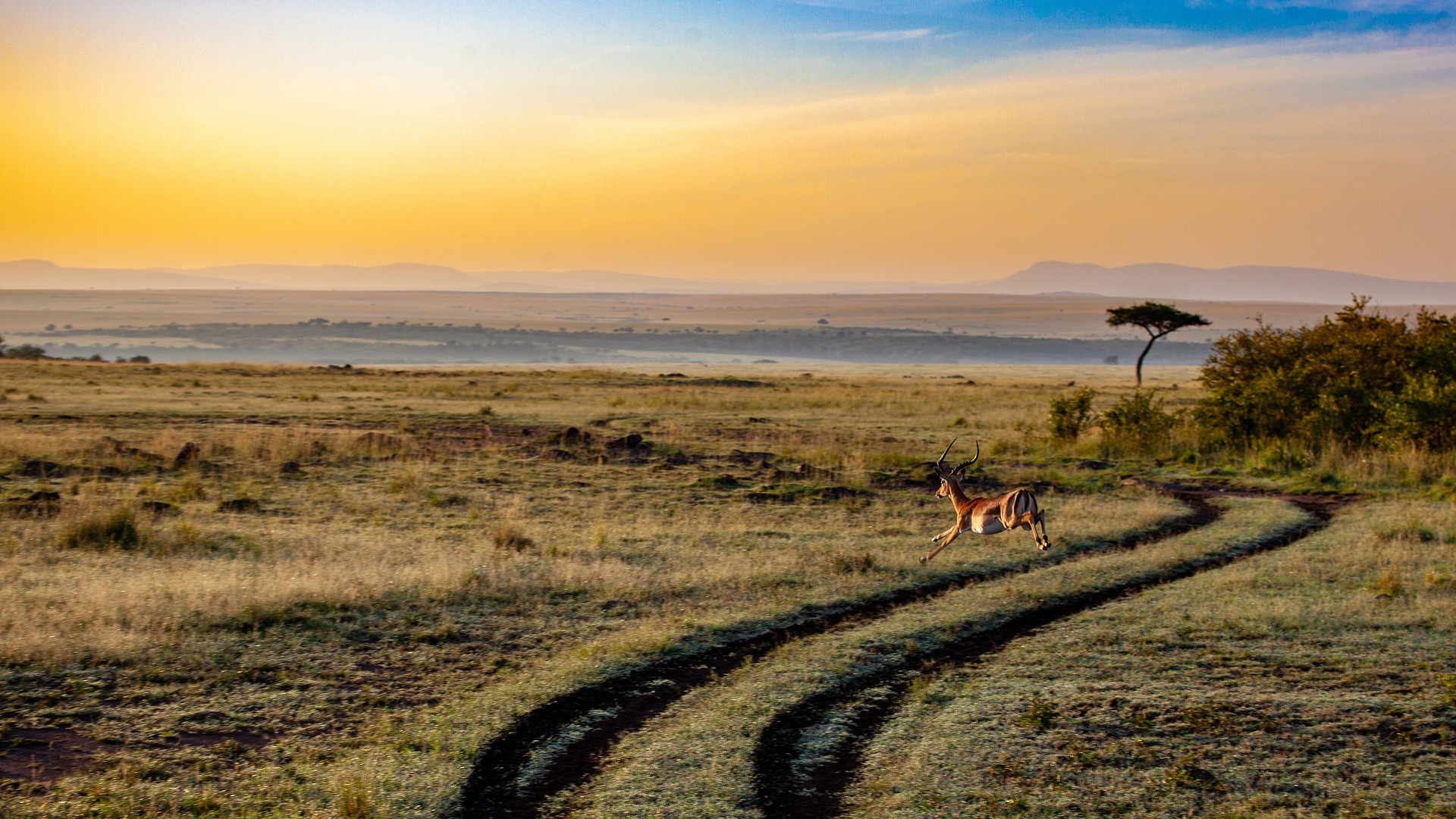 An antelope in the field, the kind of species FIT and its sister technologies monitor non-invasively