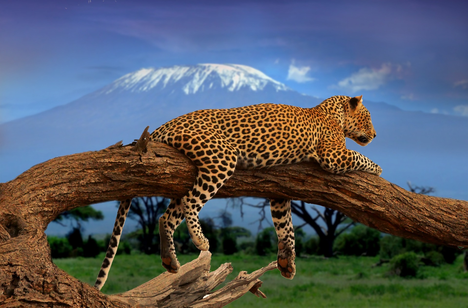 A leopard moving undisturbed through its habitat