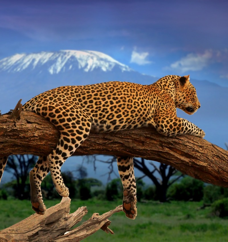 Leopard