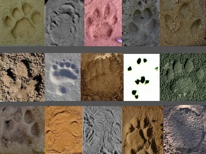 Footprints from four different species compared side by side