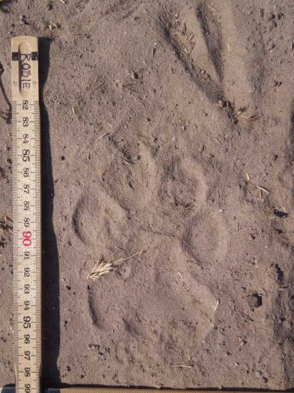 A lion footprint recorded in Kalahari sand